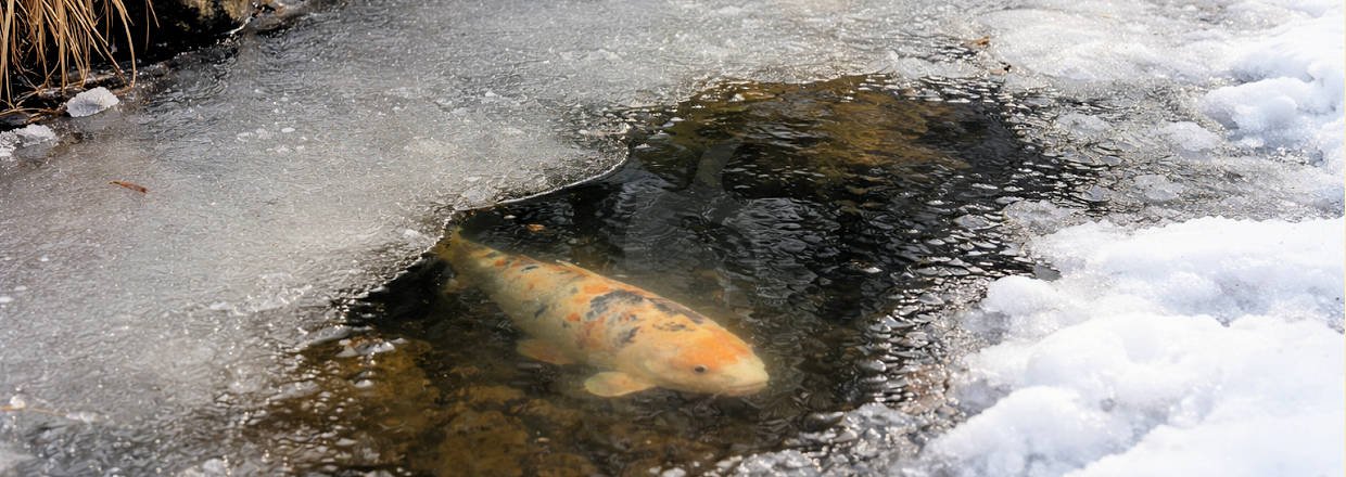 D�de fisk efter vinteren? 