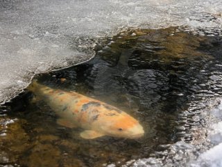 D�de fisk efter vinteren? 