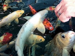 Tips til fodring af Koi