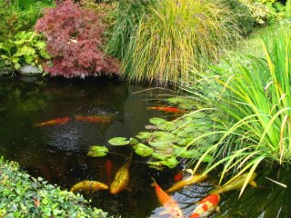 Gr havedammen klar til forret