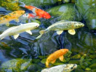 Den komplette guide til havedammen