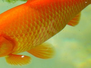 F flotte guldfisk med det rette foder