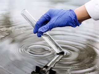 Vandvrdier i havedammen