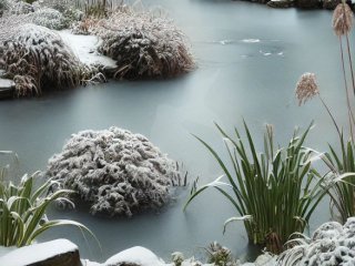 Sdan forbereder du din havedam til vinteren