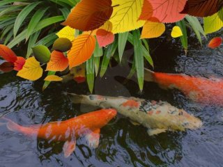 5 tips til efterret i havedammen