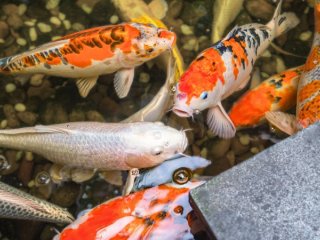 Huskeliste til havedammen i ferien