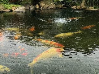 Havedammen efter regnskyl