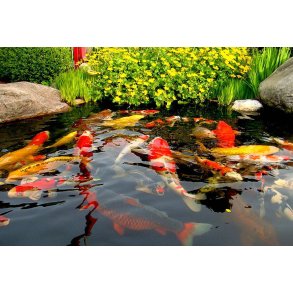 Balance i havedammen