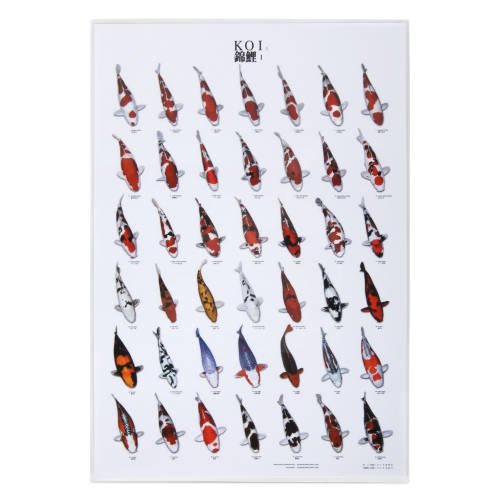 Koi Plakater