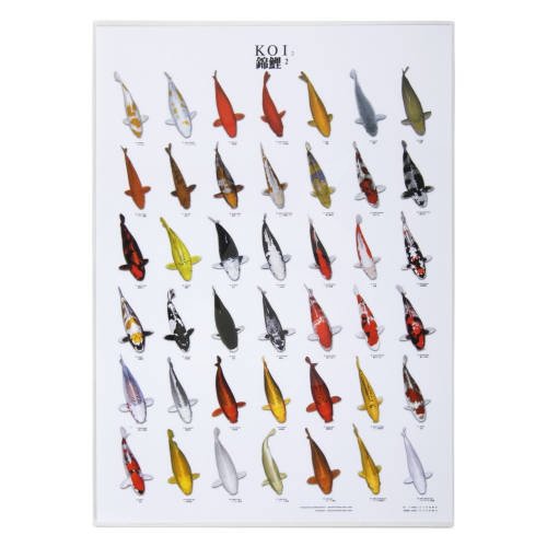 Koi Plakater