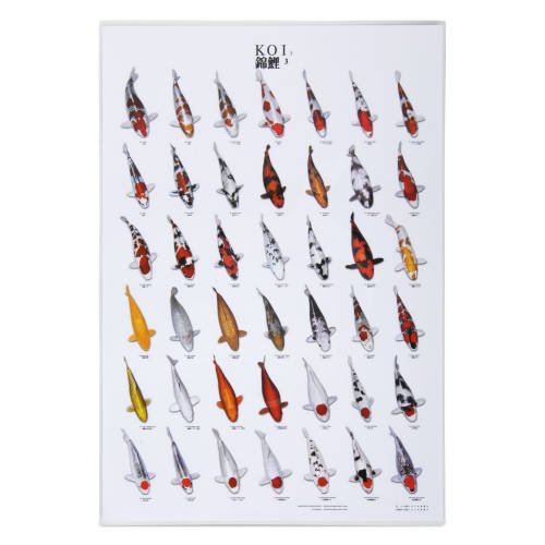 Koi Plakater