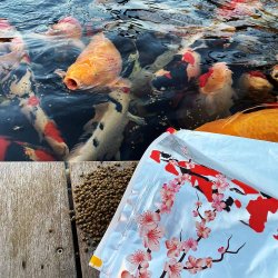Oishii Color - 5kg