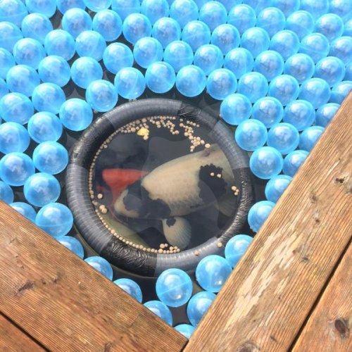 Pond Cover Balls  - 1000 stk/4 m