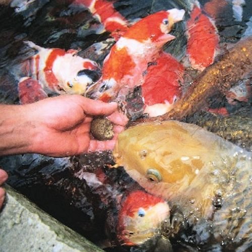 Yamakoshi Snack - HANZAM