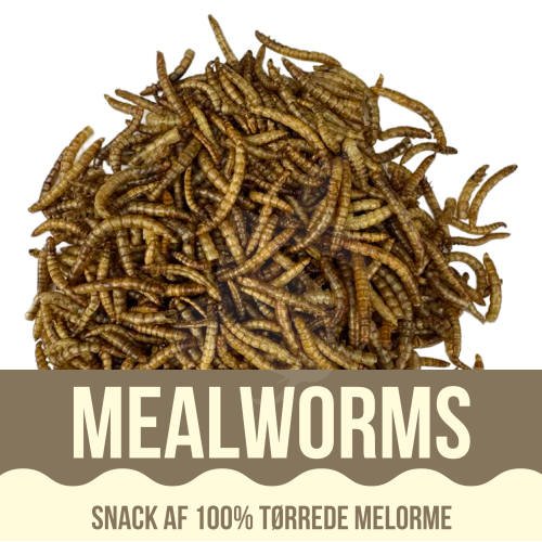 Yamakoshi Snack - Mealworms