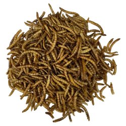 Yamakoshi Snack - Mealworms