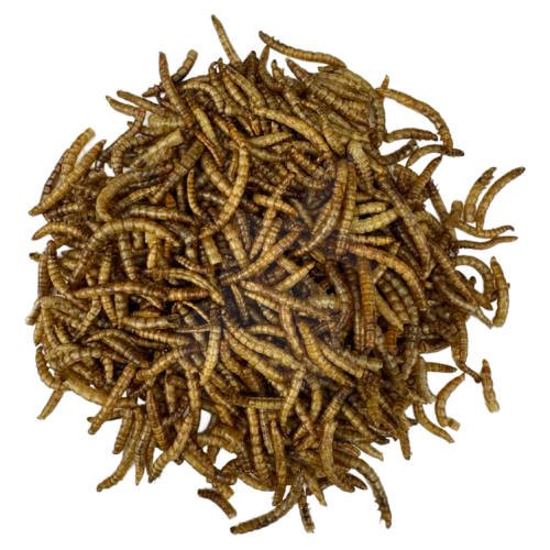 Yamakoshi Snack - Mealworms